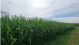 Aste giudiziarie immobiliari online - 4.0