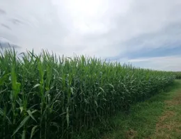 Aste giudiziarie immobiliari online - 2.0