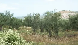 Aste giudiziarie immobiliari online - 8.0