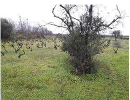 Aste giudiziarie immobiliari online - 4.0