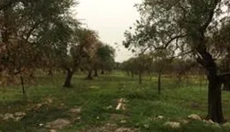 Aste giudiziarie immobiliari online - 8.0