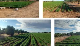 Aste giudiziarie immobiliari online - 12.0