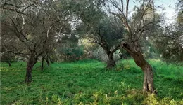 Aste giudiziarie immobiliari online - 8.0