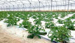 Aste giudiziarie immobiliari online - 6.0