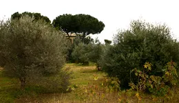 Aste giudiziarie immobiliari online - 7.0