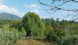 Aste giudiziarie immobiliari online - 12.0