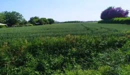 Aste giudiziarie immobiliari online - 8.0