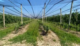 Aste giudiziarie immobiliari online - 8.0