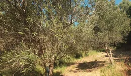 Aste giudiziarie immobiliari online - 4.0