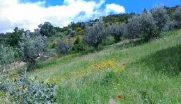 Aste giudiziarie immobiliari online - 6.0