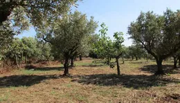 Aste giudiziarie immobiliari online - 7.0