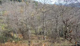 Aste giudiziarie immobiliari online - 2.0