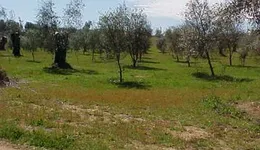 Aste giudiziarie immobiliari online - 6.0