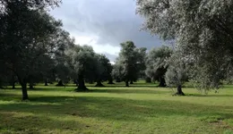 Aste giudiziarie immobiliari online - 6.0