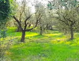 Aste giudiziarie immobiliari online - 10.0