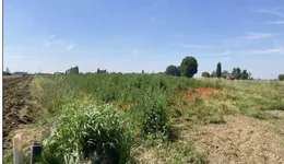 Aste giudiziarie immobiliari online - 7.0