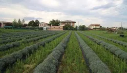 Aste giudiziarie immobiliari online - 11.0