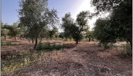 Aste giudiziarie immobiliari online - 9.0