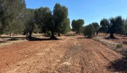 Aste giudiziarie immobiliari online - 4.0